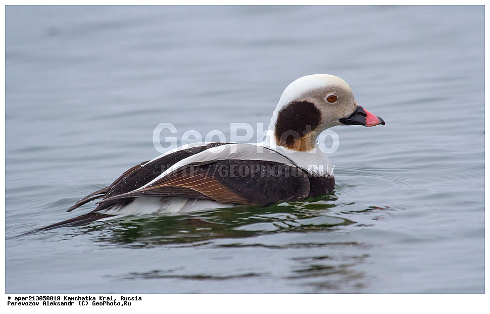 ��������, ��������, �����, �����, ��������, �����������, �����������������, ������������� �����, ������������� �����, XYZ, ���������� ��������, ���������� ����, ������, Anatidae, �������, Clangula hyemalis