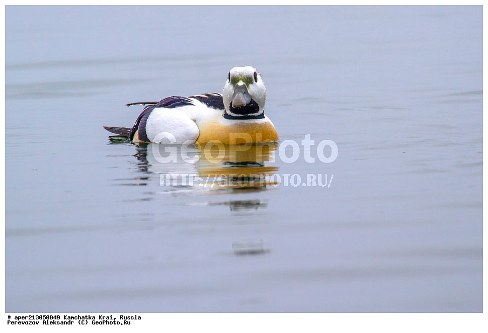 ��������, ��������, �����, �����, ��������, �����������, �����������������, ������������� �����, ������������� �����, XYZ, ���������� ��������, ���������� ����, ������, Anatidae, ��������� ����, ���������� ����, ����� ����, Polysticta stelleri