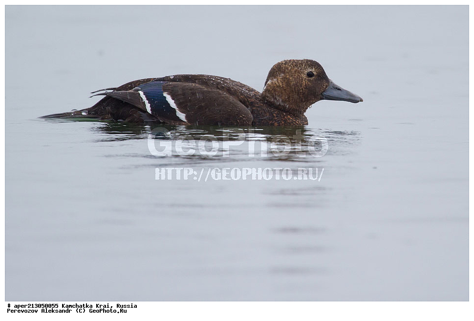 ��������, ��������, �����, �����, ��������, �����������, �����������������, ������������� �����, ������������� �����, XYZ, ���������� ��������, ���������� ����, ������, Anatidae, ��������� ����, ���������� ����, ����� ����, Polysticta stelleri