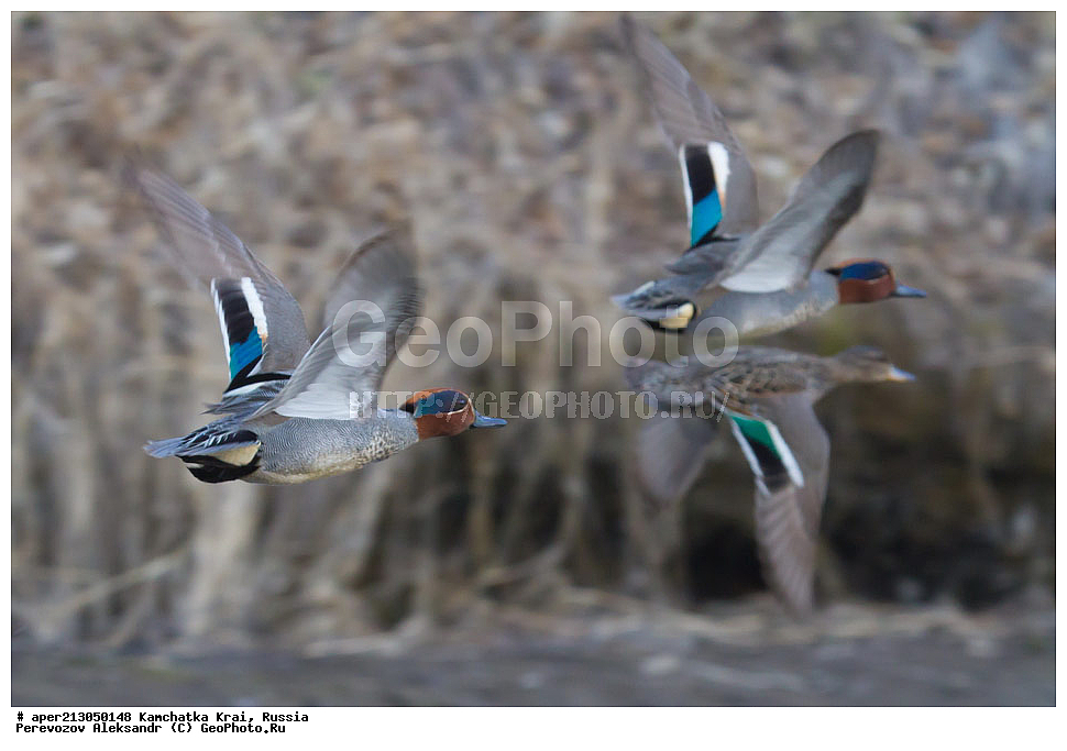 ��������, ��������, �����, �����, ��������, �����������, �����������������, ������������� �����, ������������� �����, XYZ, ���������� ��������, ���������� ����, ������, Anatidae, �����-���������, Anas crecca