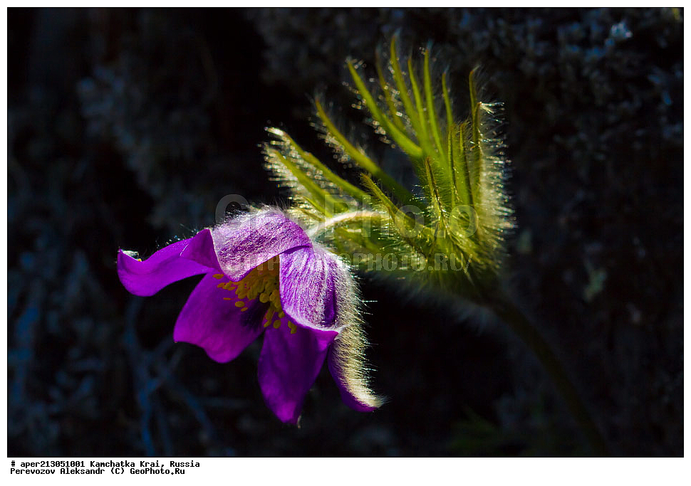 ������ ��������, �����, ��������, ���������� ��������, ������������ ��������, XYZ, ���������, Ranunculaceae, �������� ���������, �������� ��������, �������� �������������, �������� �������������, ���-�����, Pulsatilla patens, ���������� ��������, ���������� ����, �����, ���, ��������