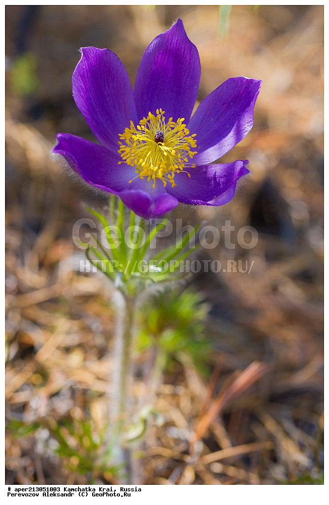 ������ ��������, �����, ��������, ���������� ��������, ������������ ��������, XYZ, ���������, Ranunculaceae, �������� ���������, �������� ��������, �������� �������������, �������� �������������, ���-�����, Pulsatilla patens, ���������� ��������, ���������� ����, �����, ���, ��������