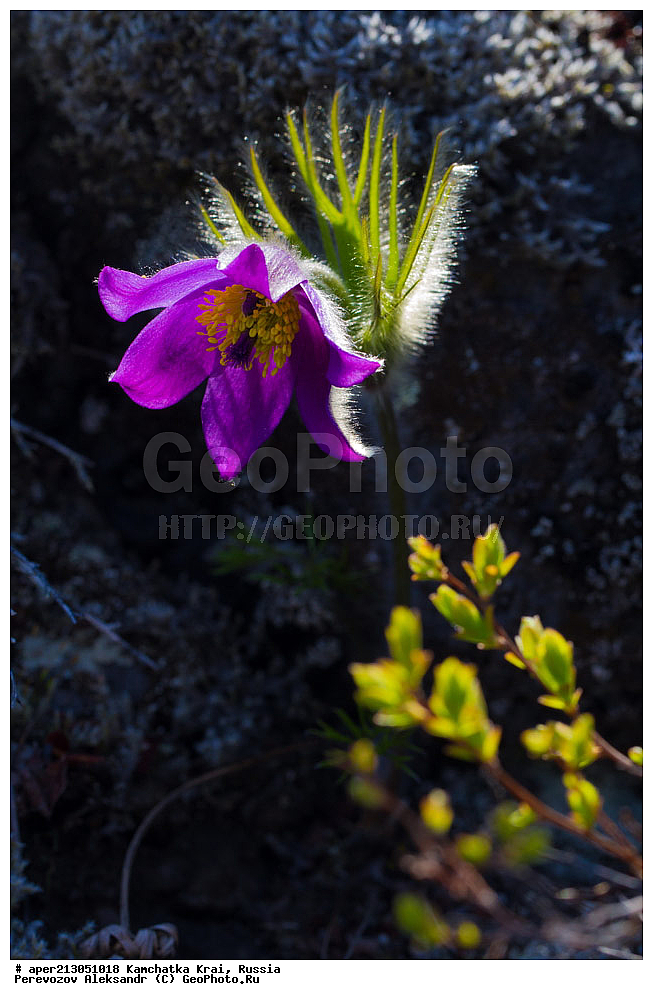 ������ ��������, �����, ��������, ���������� ��������, ������������ ��������, XYZ, ���������, Ranunculaceae, �������� ���������, �������� ��������, �������� �������������, �������� �������������, ���-�����, Pulsatilla patens, ���������� ��������, ���������� ����, �����, ���, ��������