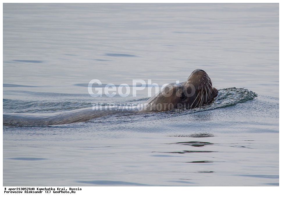 ��������, ��������, ������� �������������, ������� �������������, ������� �����, ������� �����, XYZ, ���������� ��������, ���������� ����, ������� ������, Otariidae, �����, �������� ������� ���, Eumetopias jubatus