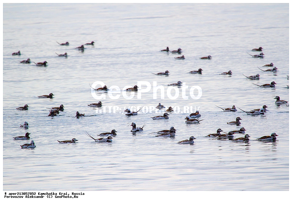 ��������, ��������, �����, �����, ��������, �����������, �����������������, ������������� �����, ������������� �����, XYZ, ���������� ��������, ���������� ����, ������, Anatidae, �������, Clangula hyemalis