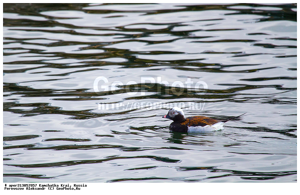 ��������, ��������, �����, �����, ��������, �����������, �����������������, ������������� �����, ������������� �����, XYZ, ���������� ��������, ���������� ����, ������, Anatidae, �������, Clangula hyemalis