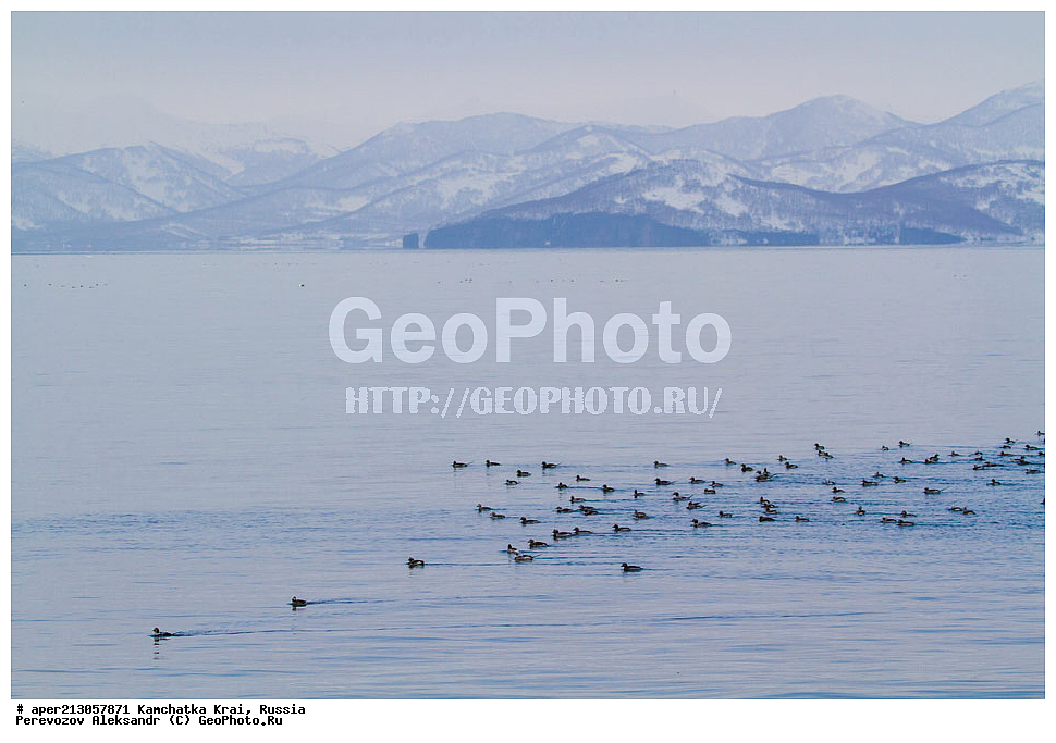 ��������, ��������, �����, �����, ��������, �����������, �����������������, ������������� �����, ������������� �����, XYZ, ���������� ��������, ���������� ����, ������, Anatidae, �������, Clangula hyemalis