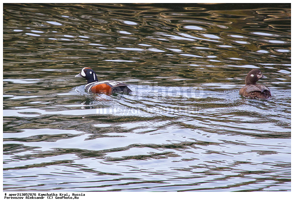 ��������, ��������, �����, �����, ��������, �����������, �����������������, ������������� �����, ������������� �����, XYZ, ���������� ��������, ���������� ����, ������, Anatidae, ���������, Histrionicus histrionicus