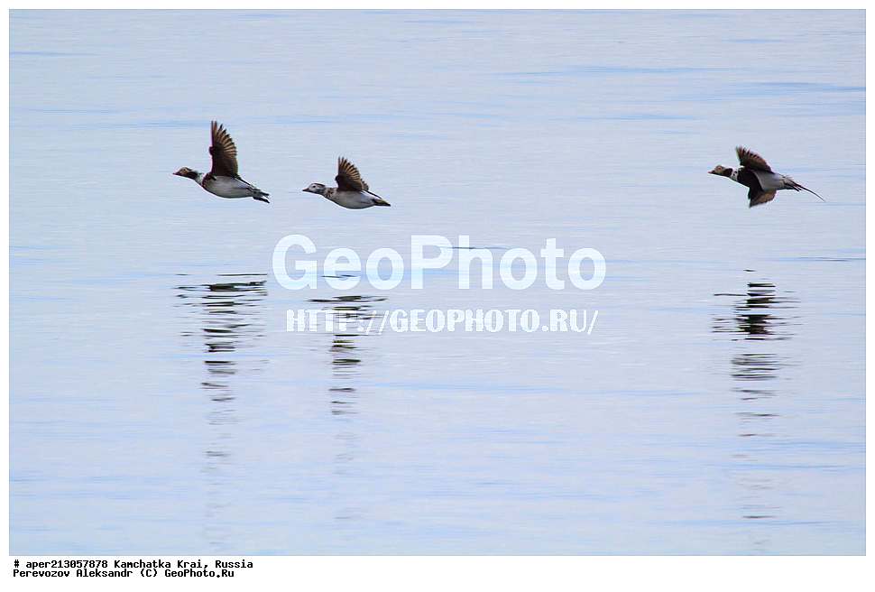 ��������, ��������, �����, �����, ��������, �����������, �����������������, ������������� �����, ������������� �����, XYZ, ���������� ��������, ���������� ����, ������, Anatidae, �������, Clangula hyemalis