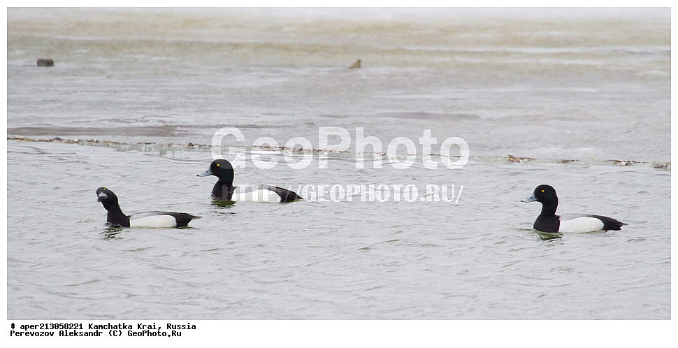 ��������, ��������, �����, �����, ��������, �����������, �����������������, ������������� �����, ������������� �����, XYZ, ���������� ��������, ���������� ����, ������, Anatidae, ������� �������, Aythya marila