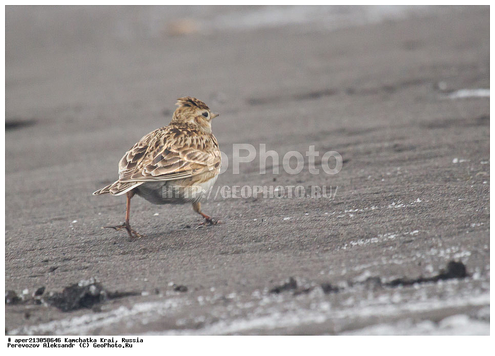 ��������, ��������, �����, �����, ��������, �����������, XYZ, ���������� ��������, ���������� ����, ������������, Alaudidae, ������� ���������, Alauda arvensis, ������������ ����