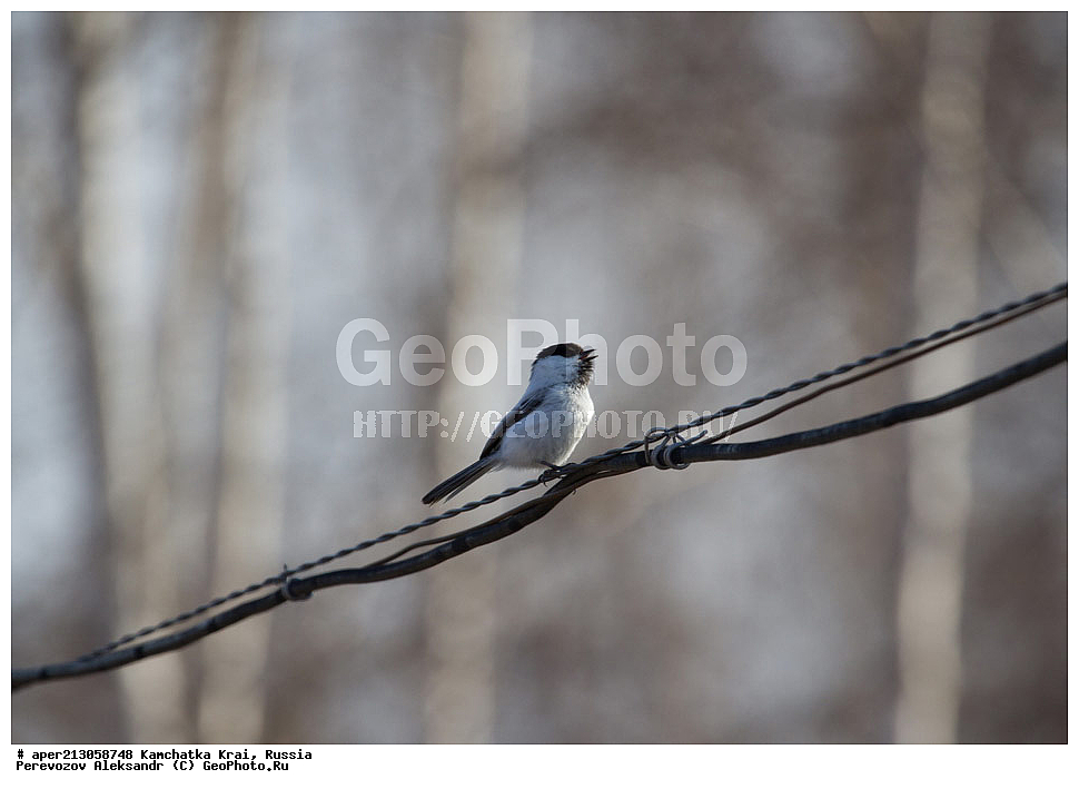 ��������, ��������, �����, �����, ��������, �����������, �����������������, XYZ, ���������� ��������, ���������� ����, ���������, Paridae, ����������� ������, ������, Poecile montanus, Parus montanus