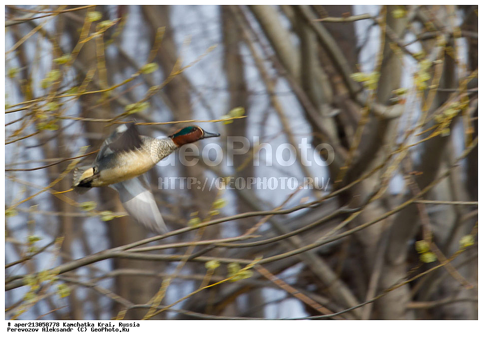 ��������, ��������, �����, �����, ��������, �����������, �����������������, ������������� �����, ������������� �����, XYZ, ���������� ��������, ���������� ����, ������, Anatidae, �����-���������, Anas crecca