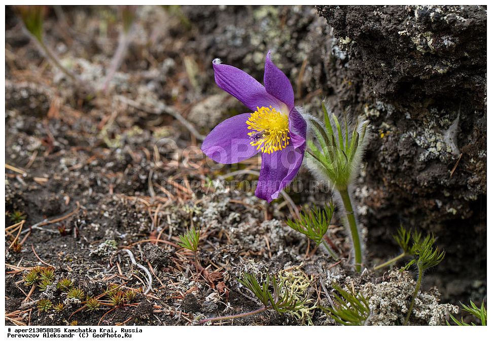 ������ ��������, �����, ��������, ���������� ��������, ������������ ��������, XYZ, ���������, Ranunculaceae, �������� ���������, �������� ��������, �������� �������������, �������� �������������, ���-�����, Pulsatilla patens, ���������� ��������, ���������� ����, �����, ���, ��������