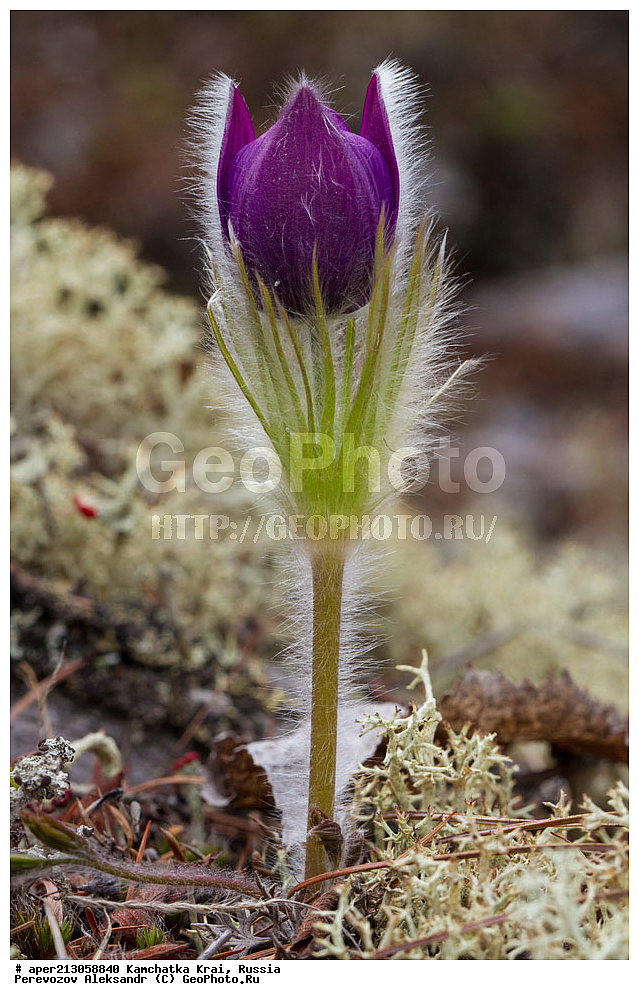 ������ ��������, �����, ��������, ���������� ��������, ������������ ��������, XYZ, ���������, Ranunculaceae, �������� ���������, �������� ��������, �������� �������������, �������� �������������, ���-�����, Pulsatilla patens, ���������� ��������, ���������� ����, �����, ���, ��������