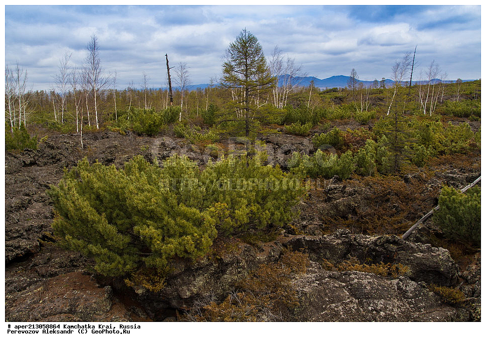 ������ ��������, �����, ��������, ���������� ��������, ������������ ��������, XYZ, ��������, Pinaceae, ����� ������, ���������� ����, �������� ����� �����������, ���������, �������� �������, ����� ����������, ����� �����������, ����� �����������, Pinus pumila,  ���������� ��������, ���������� ����, 