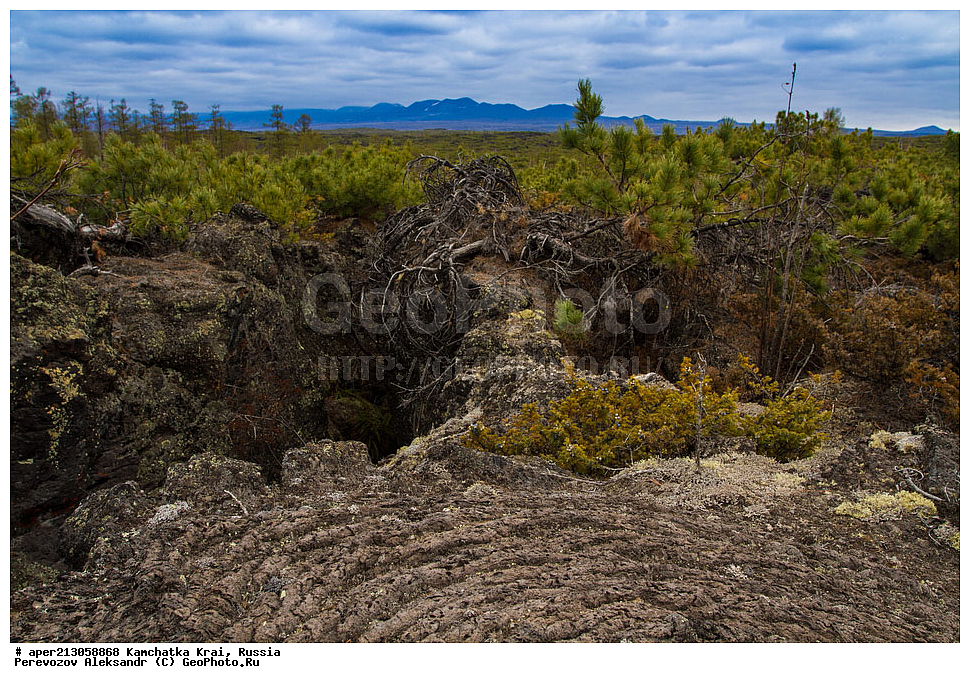 ������ ��������, �����, ��������, ���������� ��������, ������������ ��������, XYZ, ��������, Pinaceae, ����� ������, ���������� ����, �������� ����� �����������, ���������, �������� �������, ����� ����������, ����� �����������, ����� �����������, Pinus pumila,  ���������� ��������, ���������� ����, 