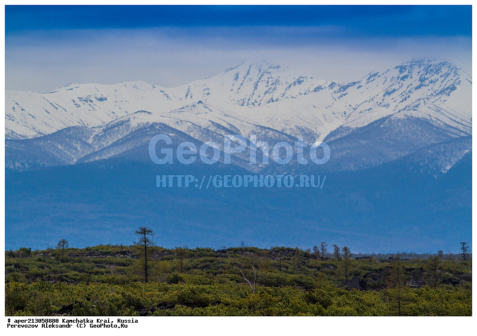 ������ ��������, �����, ��������, ���������� ��������, ������������ ��������, XYZ, ��������, Pinaceae, ����� ������, ���������� ����, �������� ����� �����������, ���������, �������� �������, ����� ����������, ����� �����������, ����� �����������, Pinus pumila,  ���������� ��������, ���������� ����, 