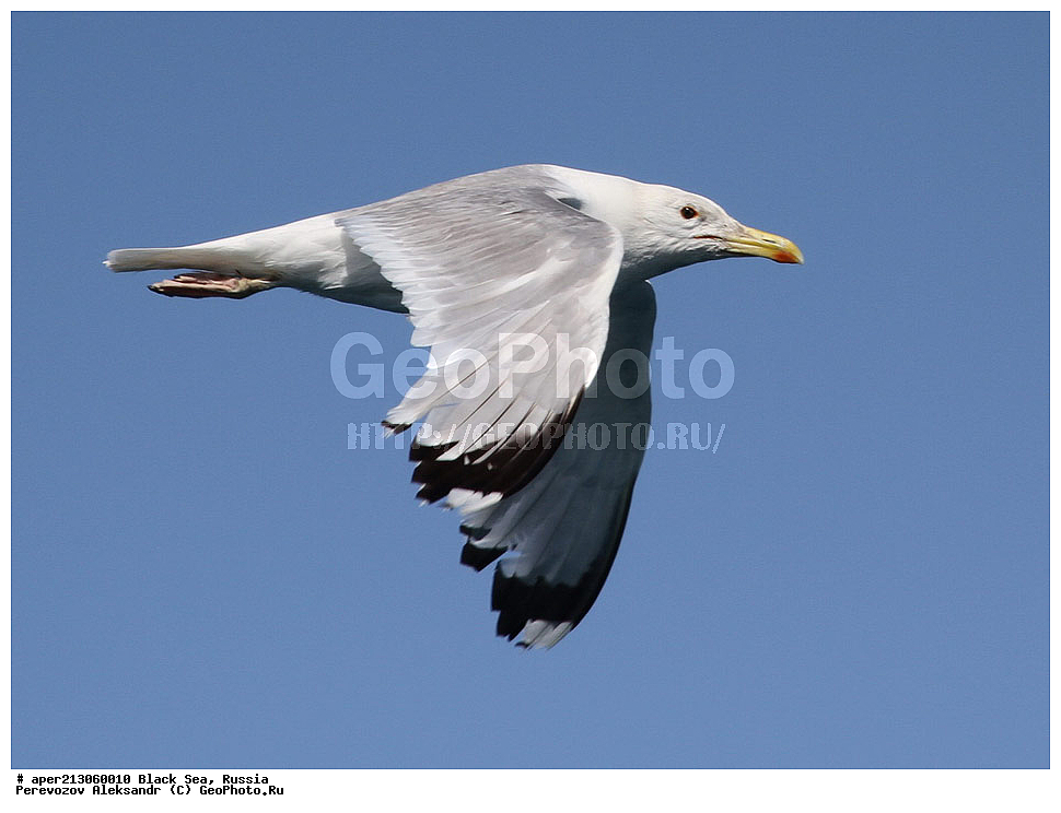 ��������, ��������, ��������, �����������, ������� �����, ������� �����, XYZ, ��������, Laridae, ���������, C������ �����, Larus cachinnans, ������ ����