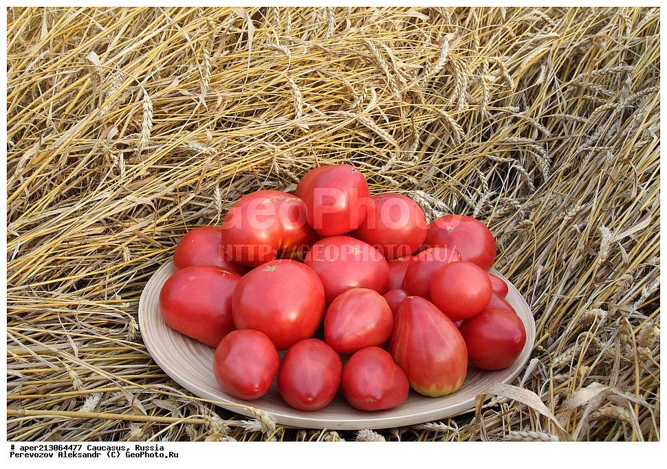 ������, ���, ����, �����, ��������, �������, ��������, ������