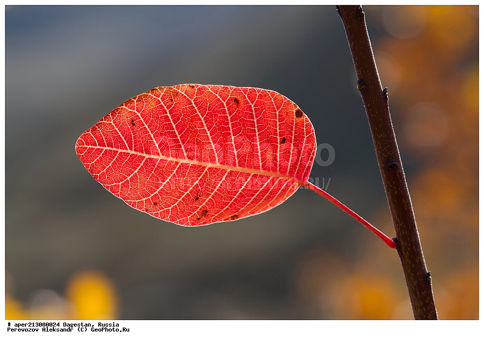 ��������, ������, ������ ��������, �����, ��������, ���������� ��������, ������������ ��������, ������������, ���������, Anacardiaceae, ������� ����������, ������� ������������, ������� ���������, ��������� ������, ���������, �����������, Cotinus coggygria, ����������� ������, ������������ ����������, XYZ, ������