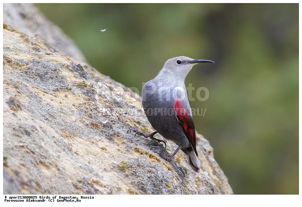  ����� ���������, �����, ��������, ������, ��������, ��������, ��������, �����������, �����, �����, XYZ, �����������, Sittidae, ��������, ������������ ��������, Tichodroma muraria, ����������� ������, ������������ ����������, ������