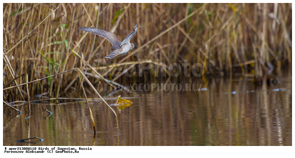 ����� ���������, �����, ��������, ������, ��������, ��������, ��������, �����������, ������ �����, ������ �����, XYZ, ����������, Accipitridae, ������-������������, ����� ������, ������������, Accipiter nisus, ���������� �����, ���������� ����