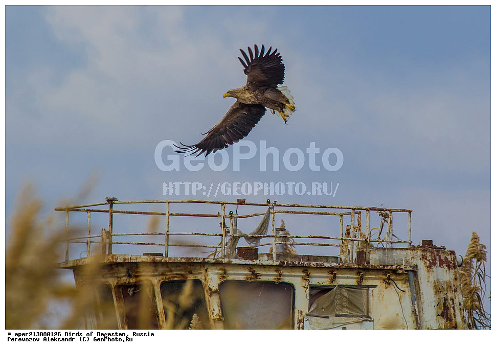 ����� ���������, �����, ��������, ������, ��������, ��������, ��������, �����������, ������ �����, ������ �����, XYZ, ����������, Accipitridae, �����-���������, Haliaeetus albicilla, ���������� �����, ���������� ����