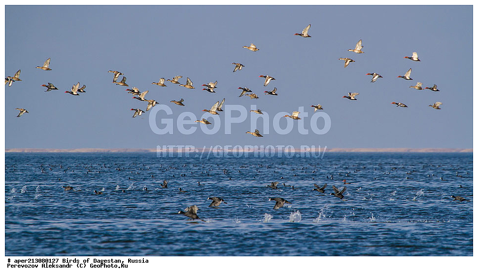 ����� ���������, �����, ��������, ������, ��������, ��������, ��������, �����������, �����, �����, XYZ, �����������, Rallidae, ������, �����, Fulica atra, ���������� �����, ���������� ����, ����������� �����, Netta rufina, ������, Anatidae