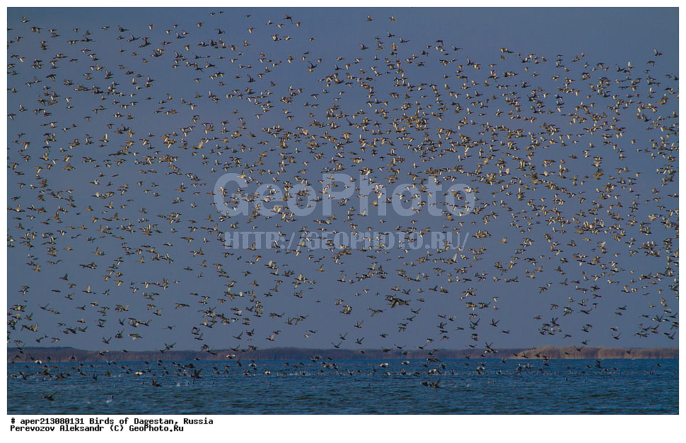 ����� ���������, �����, ��������, ������, ��������, ��������, ��������, �����������, �����, �����, XYZ, �����������, Rallidae, ������, �����, Fulica atra, ���������� �����, ���������� ����, ����������� �����, Netta rufina, ������, Anatidae