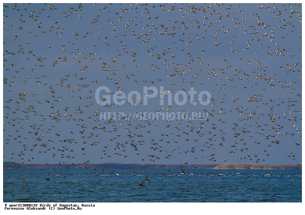 ����� ���������, �����, ��������, ������, ��������, ��������, ��������, �����������, �����, �����, XYZ, �����������, Rallidae, ������, �����, Fulica atra, ���������� �����, ���������� ����, ����������� �����, Netta rufina, ������, Anatidae