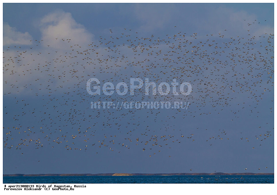 ����� ���������, �����, ��������, ������, ��������, ��������, ��������, �����������, �����, �����, XYZ, �����������, Rallidae, ������, �����, Fulica atra, ���������� �����, ���������� ����, ����������� �����, Netta rufina, ������, Anatidae