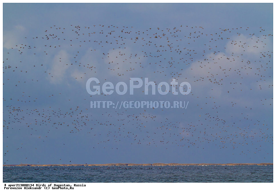 ����� ���������, �����, ��������, ������, ��������, ��������, ��������, �����������, �����, �����, XYZ, �����������, Rallidae, ������, �����, Fulica atra, ���������� �����, ���������� ����, ����������� �����, Netta rufina, ������, Anatidae