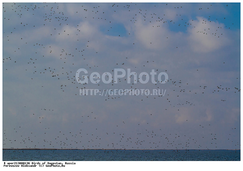 ����� ���������, �����, ��������, ������, ��������, ��������, ��������, �����������, �����, �����, XYZ, �����������, Rallidae, ������, �����, Fulica atra, ���������� �����, ���������� ����, ����������� �����, Netta rufina, ������, Anatidae