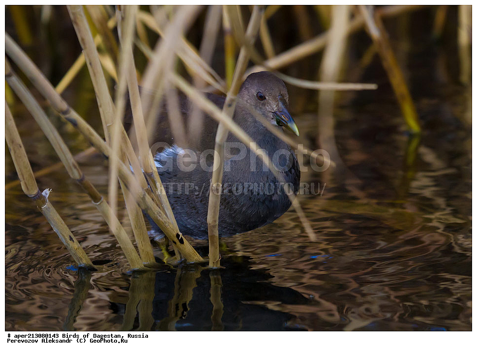 ����� ���������, �����, ��������, ������, ��������, ��������, ��������, �����������, �����, �����, XYZ, �����������, Rallidae, ���������, �������� �������, ������� �������, �������� �������, Gallinula chloropus, �����, ���������� �����, ���������� ����