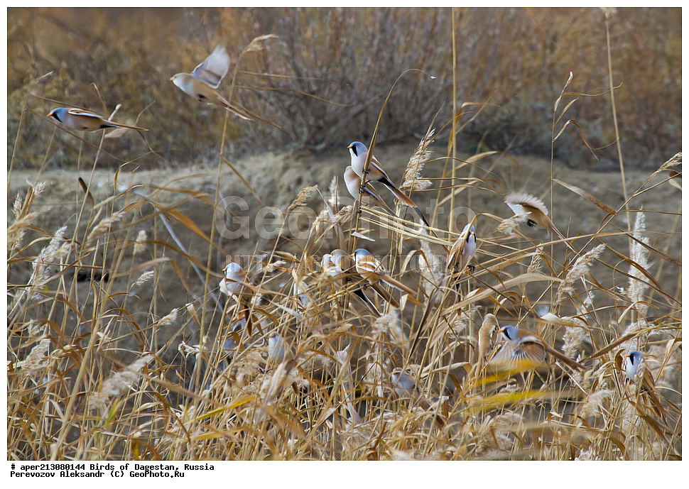 ����� ���������, �����, ��������, ������, ��������, ��������, ��������, �����������, �����, �����, XYZ, ������������ ������, ���������, Paradoxornithidae, ������ ������, Panurus biarmicus, ���������� �����, ���������� ����