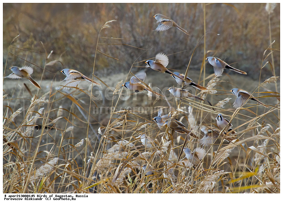 ����� ���������, �����, ��������, ������, ��������, ��������, ��������, �����������, �����, �����, XYZ, ������������ ������, ���������, Paradoxornithidae, ������ ������, Panurus biarmicus, ���������� �����, ���������� ����