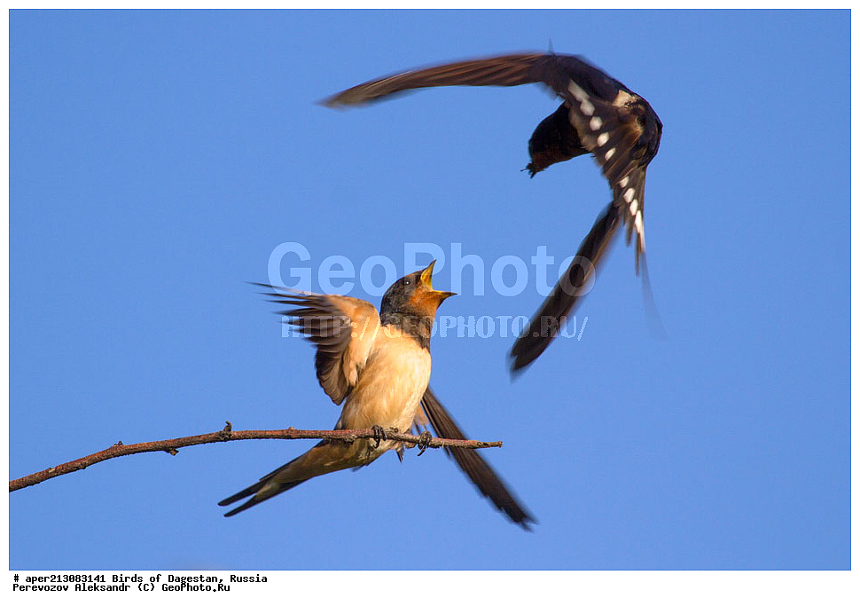 ����� ���������, �����, ��������, ������, ��������, ��������, ��������, �����������, �����, �����, XYZ, �����������, Hirundinidae, ����������� ��������, ��������-�������, Hirundo rustica, ����������� ������, ������������ ����������, ���������� ����, ������