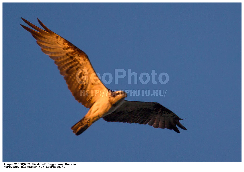 ����� ���������, �����, ��������, ������, ��������, ��������, ��������, �����������, ������ �����, ������ �����, XYZ, ��������, Pandionidae, �����, Pandion haliaetus, ����������� �����, ���������� ����