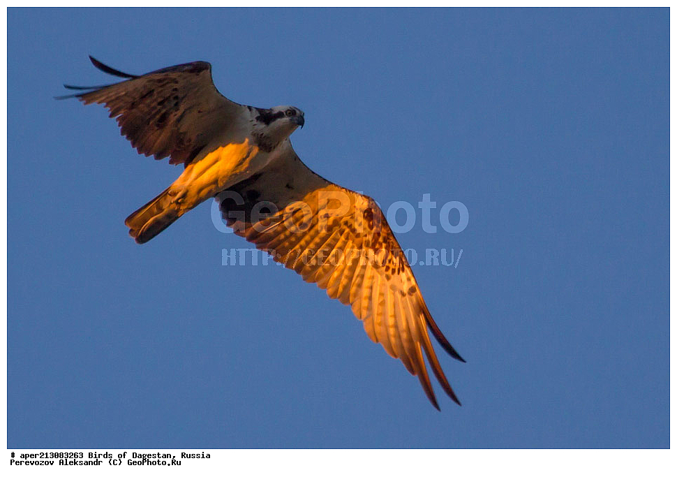 ����� ���������, �����, ��������, ������, ��������, ��������, ��������, �����������, ������ �����, ������ �����, XYZ, ��������, Pandionidae, �����, Pandion haliaetus, ����������� �����, ���������� ����