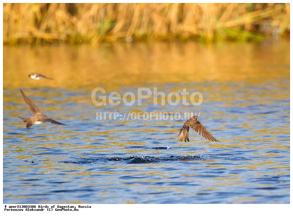 ����� ���������, �����, ��������, ������, ��������, ��������, ��������, �����������, �����, �����, XYZ, �����������, Hirundinidae, �����������, ��������� ��������, Riparia riparia, ���������� �����, ���������� ����