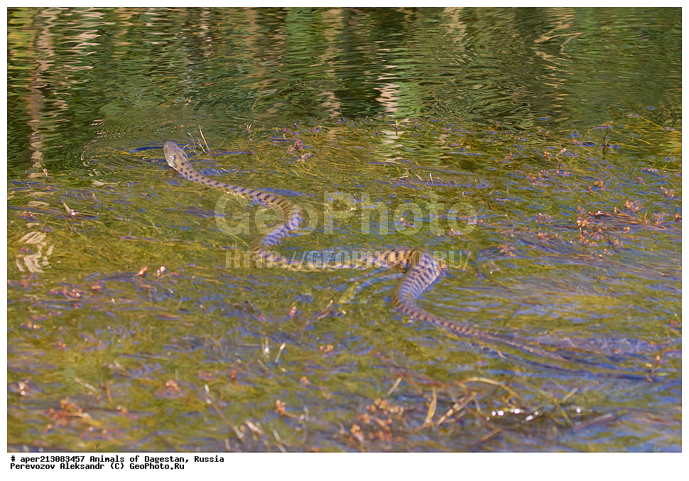 ��������, ������, ��������, ��������, ��������������, ��������������, ��������, ��������, XYZ, �����������, Colubridae, ������� ��, Natrix tessellata, ���������� �����, ���������� ����