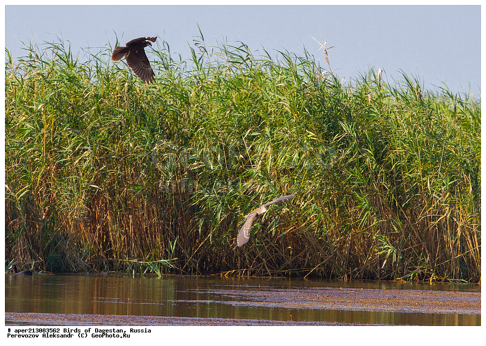 ����� ���������, �����, ��������, ������, ��������, ��������, ��������, �����������, ������ �����, ������ �����, XYZ, ����������, Accipitridae, �������� ����, ��������� ����, Circus aeruginosus, ����������� �����, ���������� ����