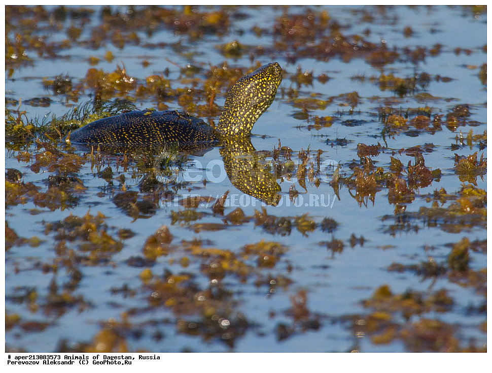 ��������, ������, ��������, ��������, ��������������, ��������������, ��������, ��������, XYZ, ������������ ������������ ��������, Emydidae, ����������� �������� ��������, Emys orbicularis, ���������� �����, ���������� ����, Testudo orbicularis, Emys iberica