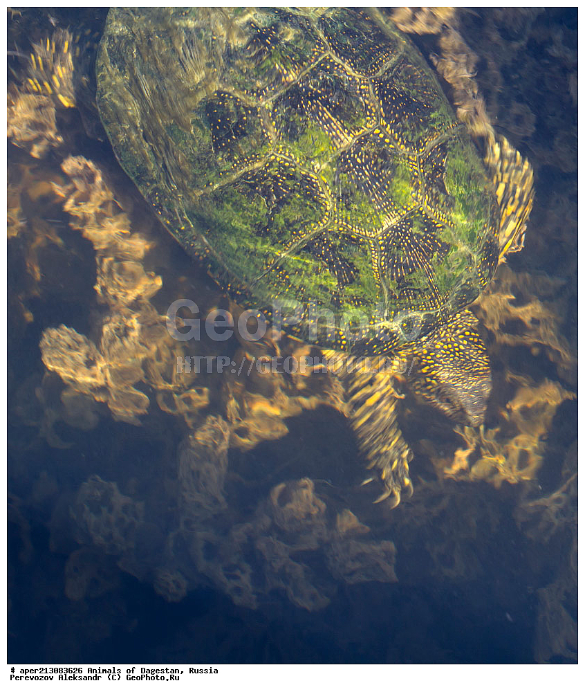 ��������, ������, ��������, ��������, ��������������, ��������������, ��������, ��������, XYZ, ������������ ������������ ��������, Emydidae, ����������� �������� ��������, Emys orbicularis, ���������� �����, ���������� ����, Testudo orbicularis, Emys iberica