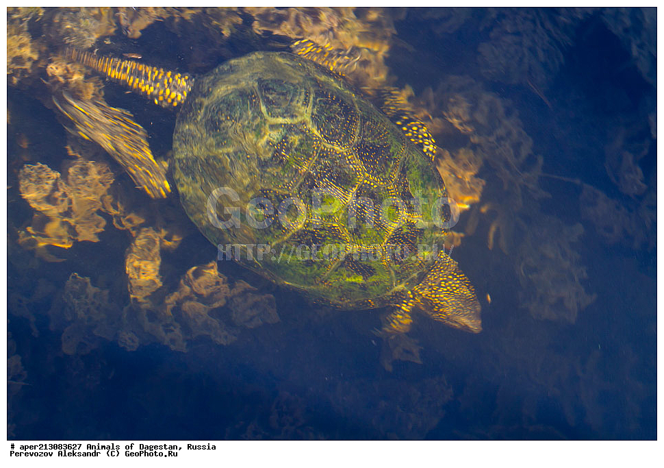 ��������, ������, ��������, ��������, ��������������, ��������������, ��������, ��������, XYZ, ������������ ������������ ��������, Emydidae, ����������� �������� ��������, Emys orbicularis, ���������� �����, ���������� ����, Testudo orbicularis, Emys iberica