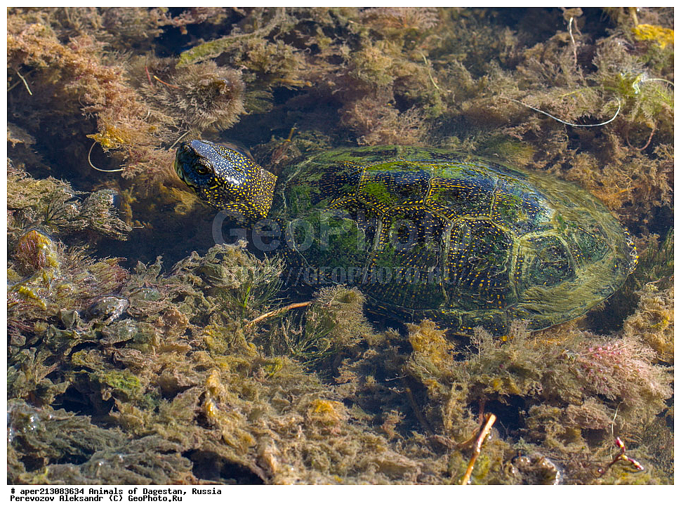 ��������, ������, ��������, ��������, ��������������, ��������������, ��������, ��������, XYZ, ������������ ������������ ��������, Emydidae, ����������� �������� ��������, Emys orbicularis, ���������� �����, ���������� ����, Testudo orbicularis, Emys iberica