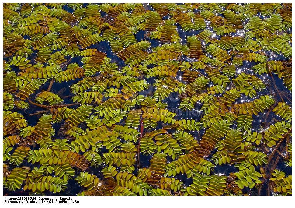 ��������, ������, �����, ��������, ���������� ��������, ������������ ��������, ������������, Salviniaceae, ��������� ���������, Salvinia natans, ���������� �����, ���������� ����, XYZ, ��������, ������, ��������