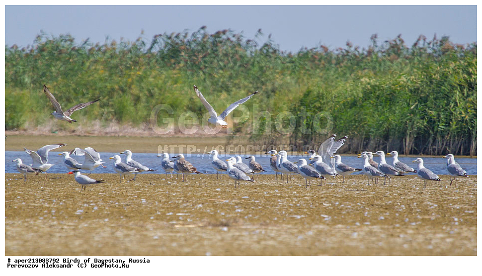 ����� ���������, �����, ��������, ������, ��������, ��������, ��������, �����������, ������� �����, ������� �����, XYZ, ��������, Laridae, ������������ �������, Larus ichthyaetus, ���������, C������ �����, Larus cachinnan,s ���������� �����, ���������� ����