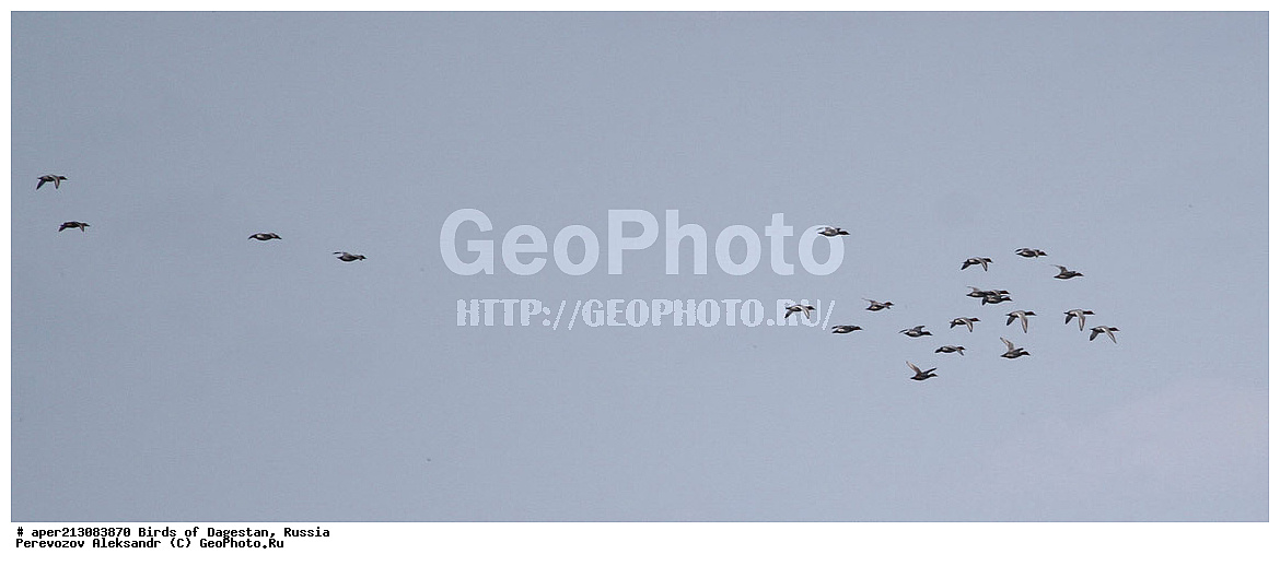 ����� ���������, �����, ��������, ������, ��������, ��������, ��������, �����������, �����������������, ������������� �����, ������������� �����, XYZ, ������, Anatidae, �����-���������, Anas crecca, ���������� �����, ���������� ����